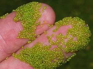 wolffia arrhiza