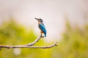 king fisher