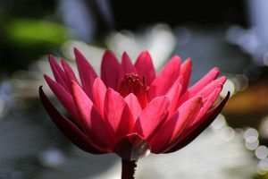 pembe su nergisi