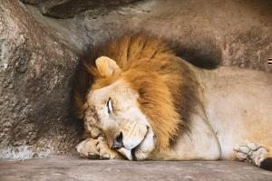 kayada uyuyan erkek aslan