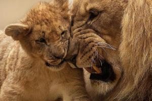 aslan ve yavru aslan