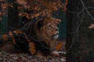erkek aslan