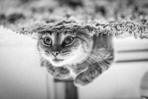 up down cat