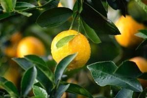 limon ağacı