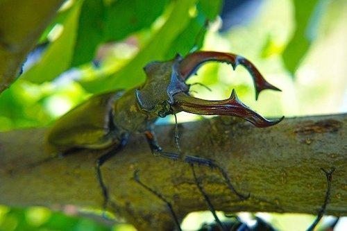 stag-beetle