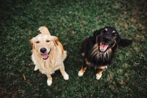 köpekler