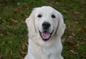 golden retriever