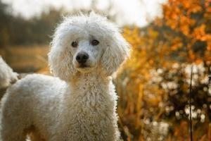 poodle kaniş