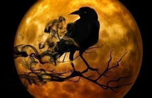 fobi raven kuzgun