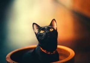 batıl inançlar kara kedi