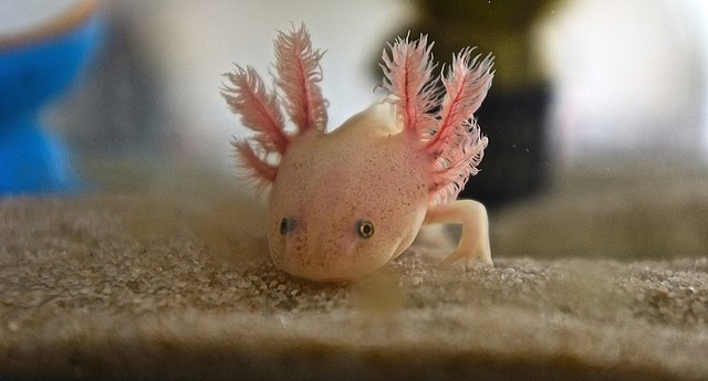 aksolotl axolotl