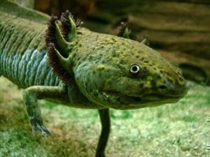 aksolotl axolotl