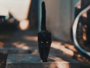 kara kedi batıl inançlar