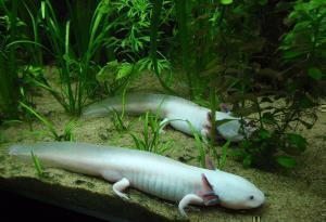 aksolotl axolotl