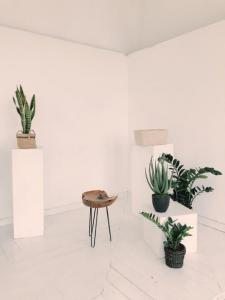 wooden chair plants lagoon