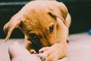 yavru köpek