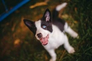 yavru köpek