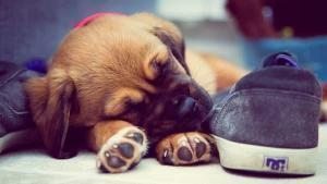 yavru köpek uyumak