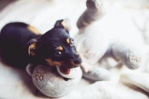 yavru köpek oyuncak