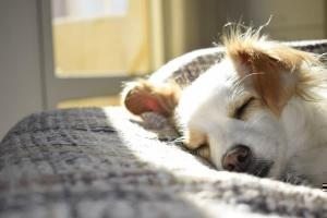 yavru köpek yatak uyumak