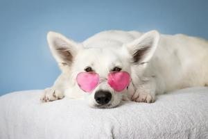 yavru köpek pembe gözlük