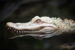 albino timsah