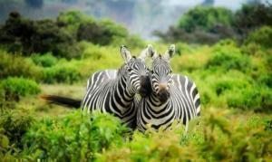 afrika zebra