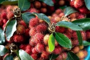 rambutan tropikal meyve