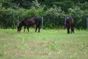 Sable_Island_Horses