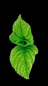nane baharat