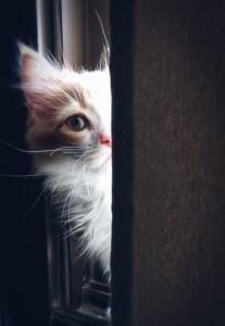 beyaz yavru kedi