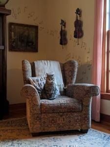 kedi koltuk