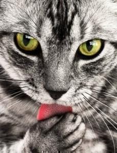 kedi focus