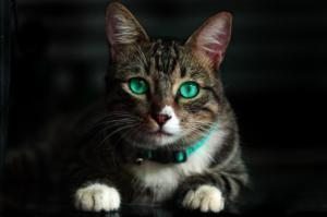 kediler kedi yeşil göz