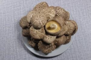 yenilebilir mantar çeşitleri shiitake mantarı