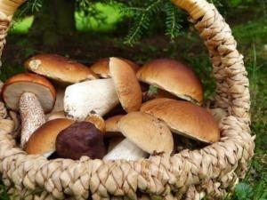 yenilebilir mantar çeşitleri porçini