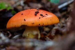 yenilebilir mantar çeşitleri imparator mantarı