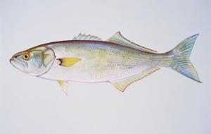 lüfer