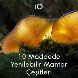 yenilebilir mantar çeşitleri
