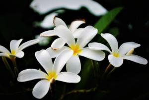 frangipani çiçeği