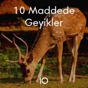 geyikler hakkında