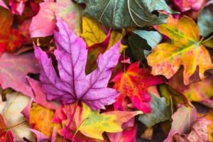 mabon