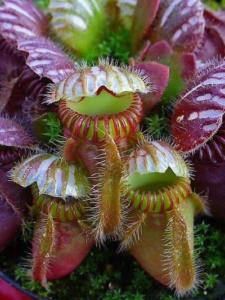 Cephalotus follicularis Labill., Australian pitcher plant, Insectivorous leaves; Stutensee, Germany