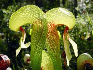 California pitcher plant (Darlingtonia californica), Botanical Trail, Butterfly Valley Botanical Area, Sierra Nevada, Plumas County, California