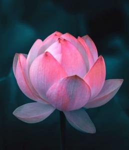lotus