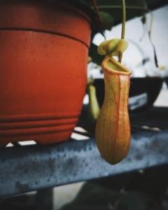 etobur bitki