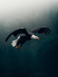 kartal