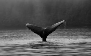 whale balina