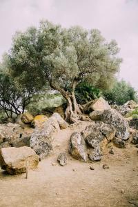 zeytin ağacı