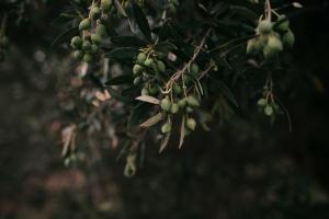 zeytin ağacı